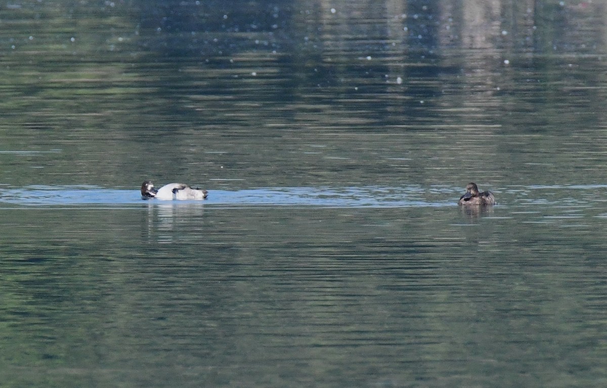 Greater Scaup - ML614784349