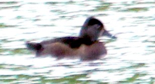 Ring-necked Duck - ML614784358