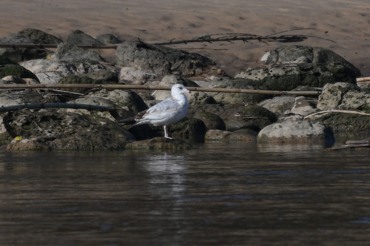 Ring-billed Gull - ML614784368