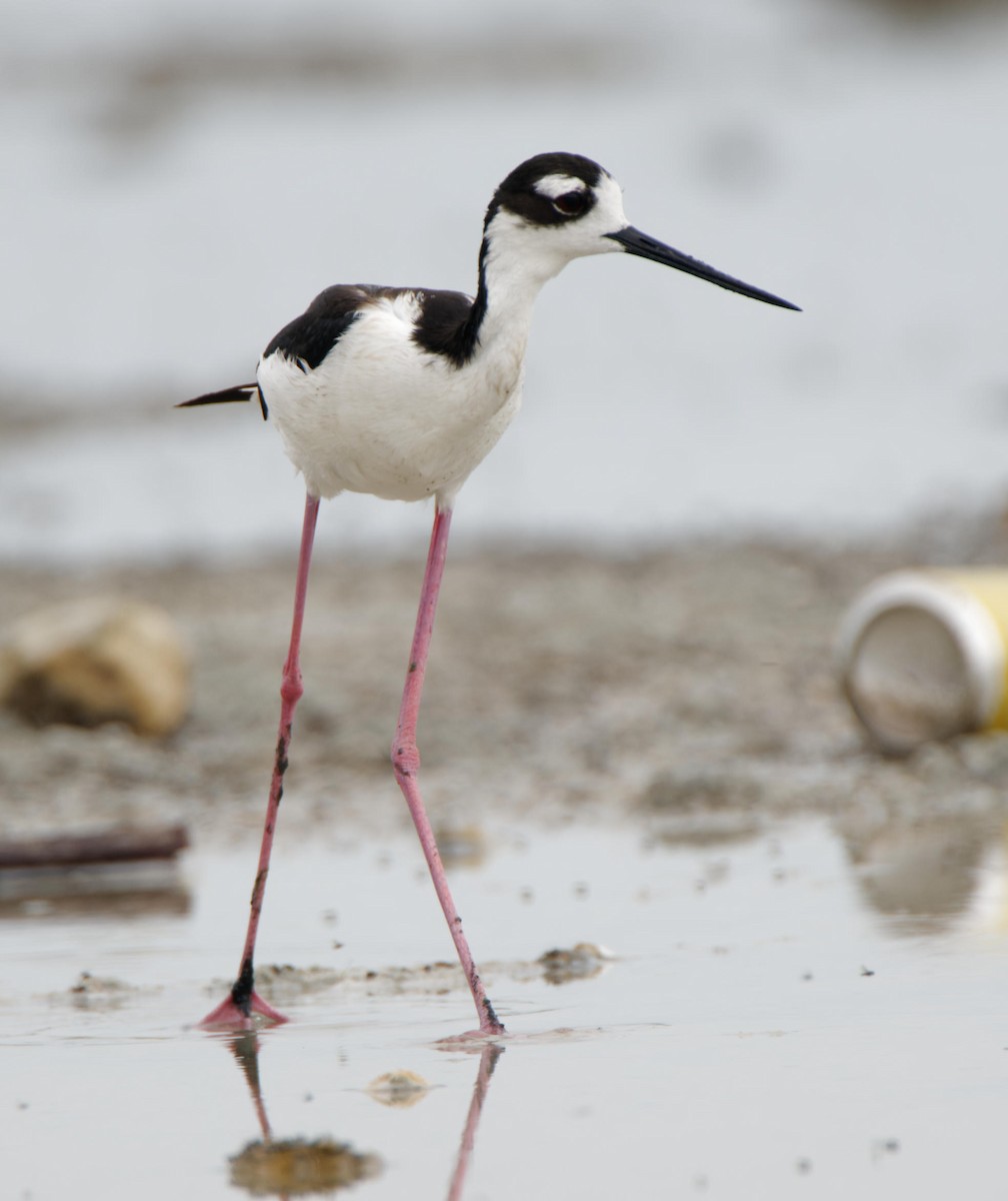 Black-necked Stilt - Leslie Holzmann