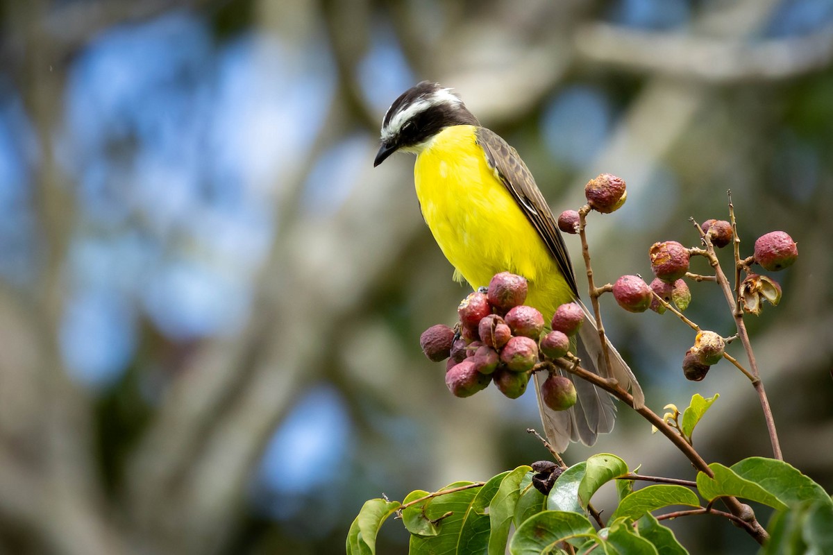 Rusty-margined Flycatcher - ML614784399