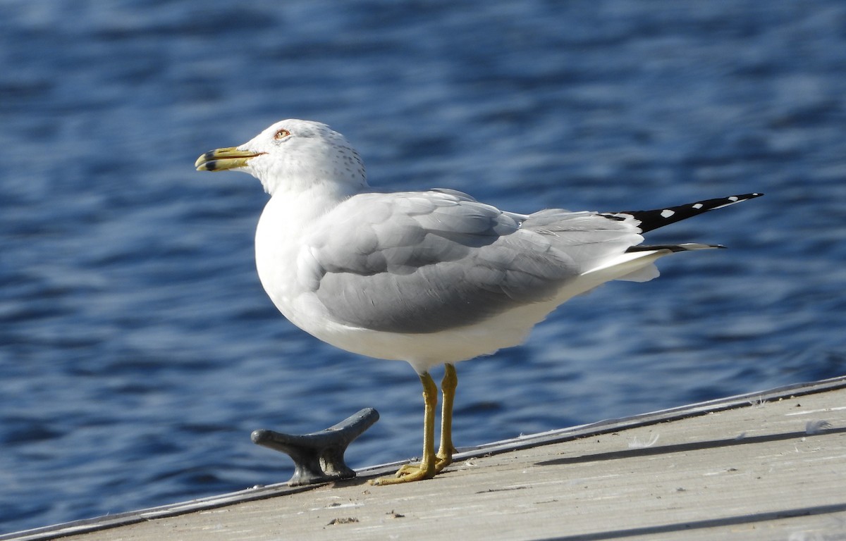 Ring-billed Gull - ML614784410