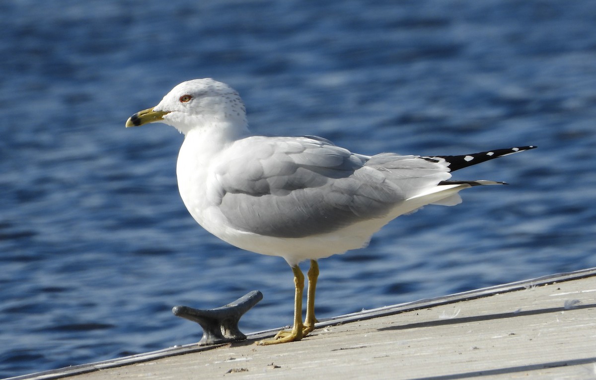 Ring-billed Gull - ML614784411