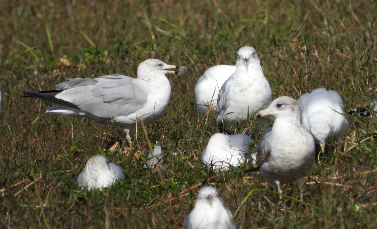Ring-billed Gull - ML614784412