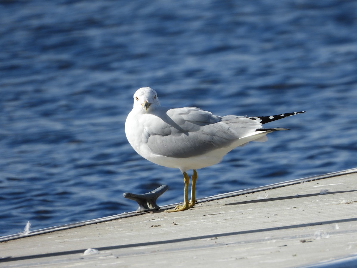 Ring-billed Gull - ML614784413