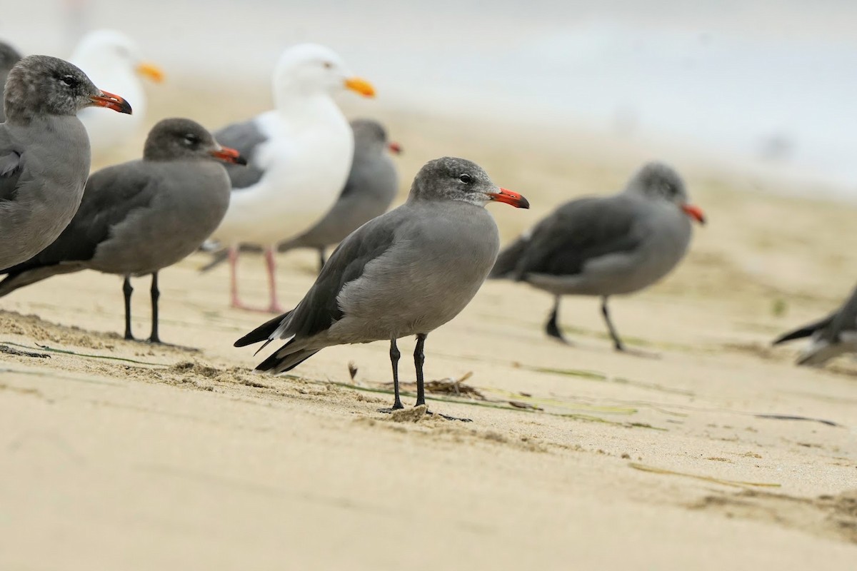 Heermann's Gull - Julia Black