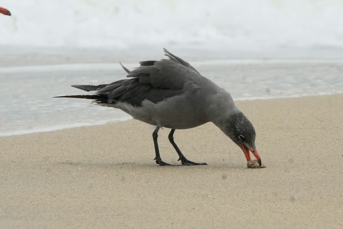 Heermann's Gull - Julia Black