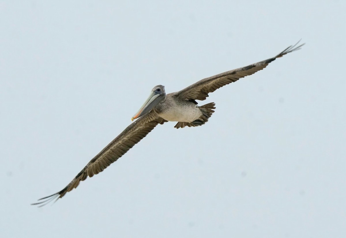 Brown Pelican - ML614784449