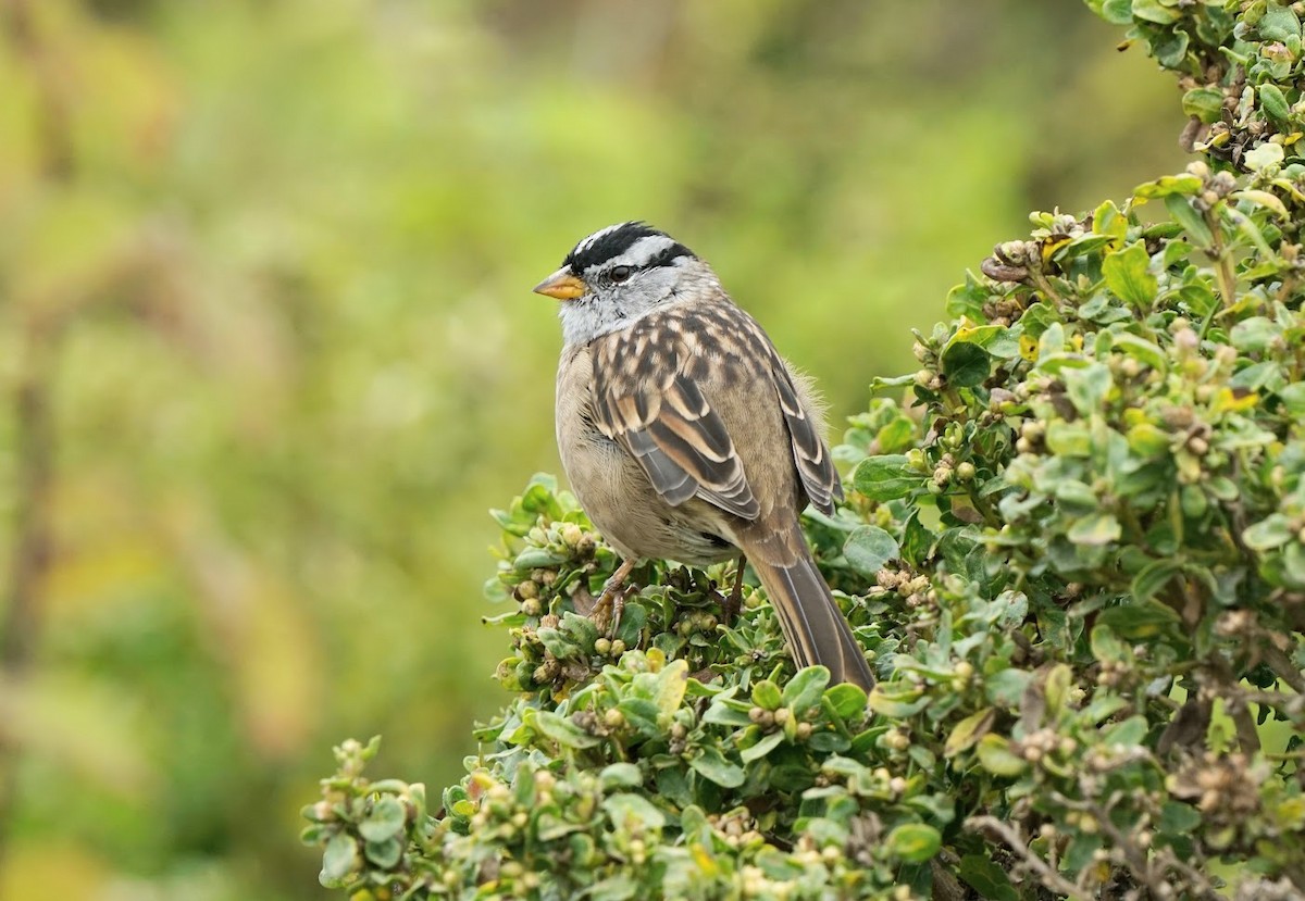 White-crowned Sparrow - Julia Black
