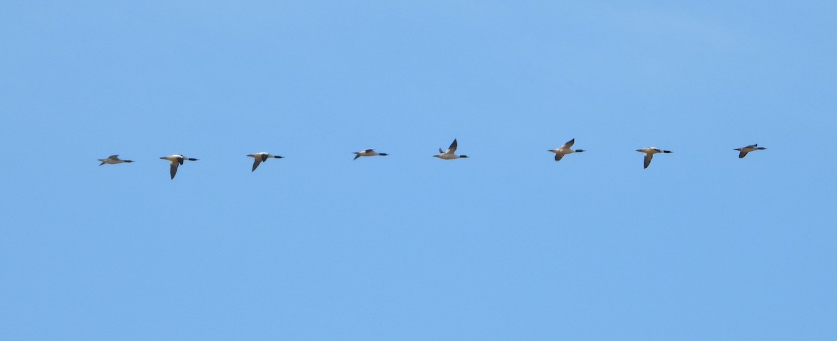 Common Merganser - Brent Daggett