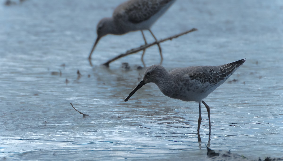 Stilt Sandpiper - ML614784559