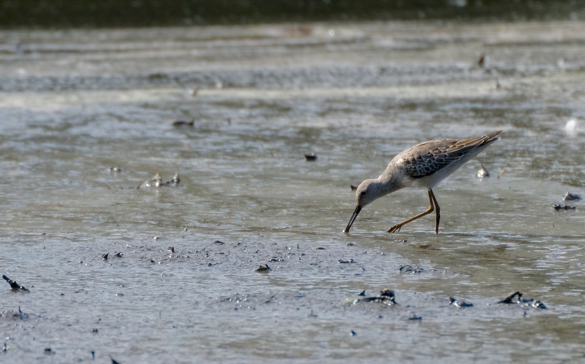 Stilt Sandpiper - Em Daly