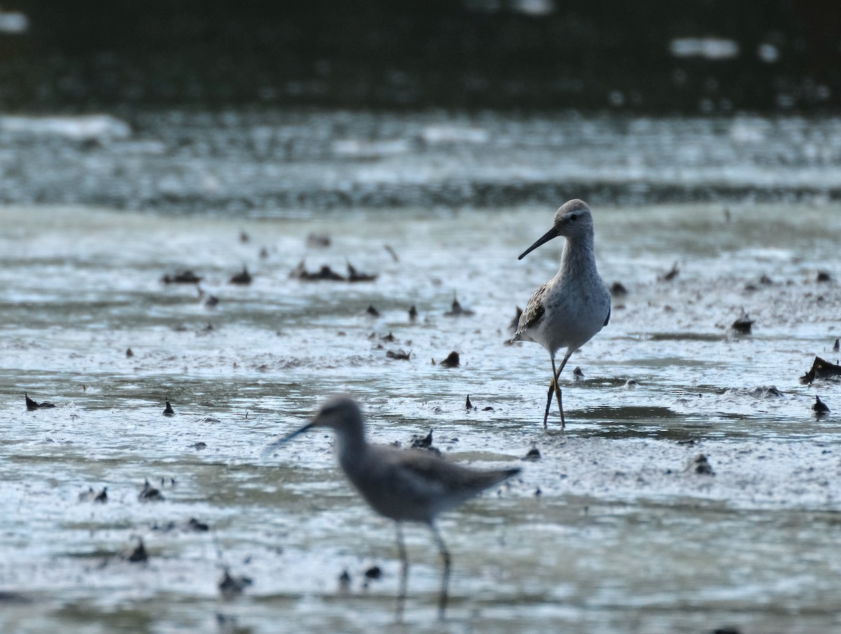 Stilt Sandpiper - ML614784561