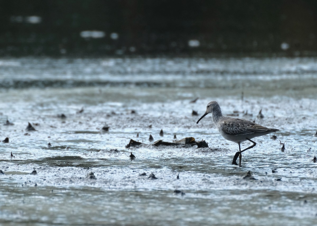 Bindenstrandläufer - ML614784562