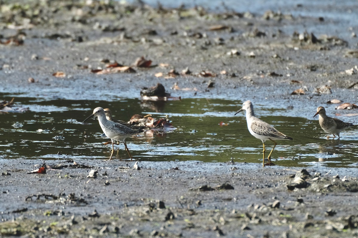 Stilt Sandpiper - Em Daly