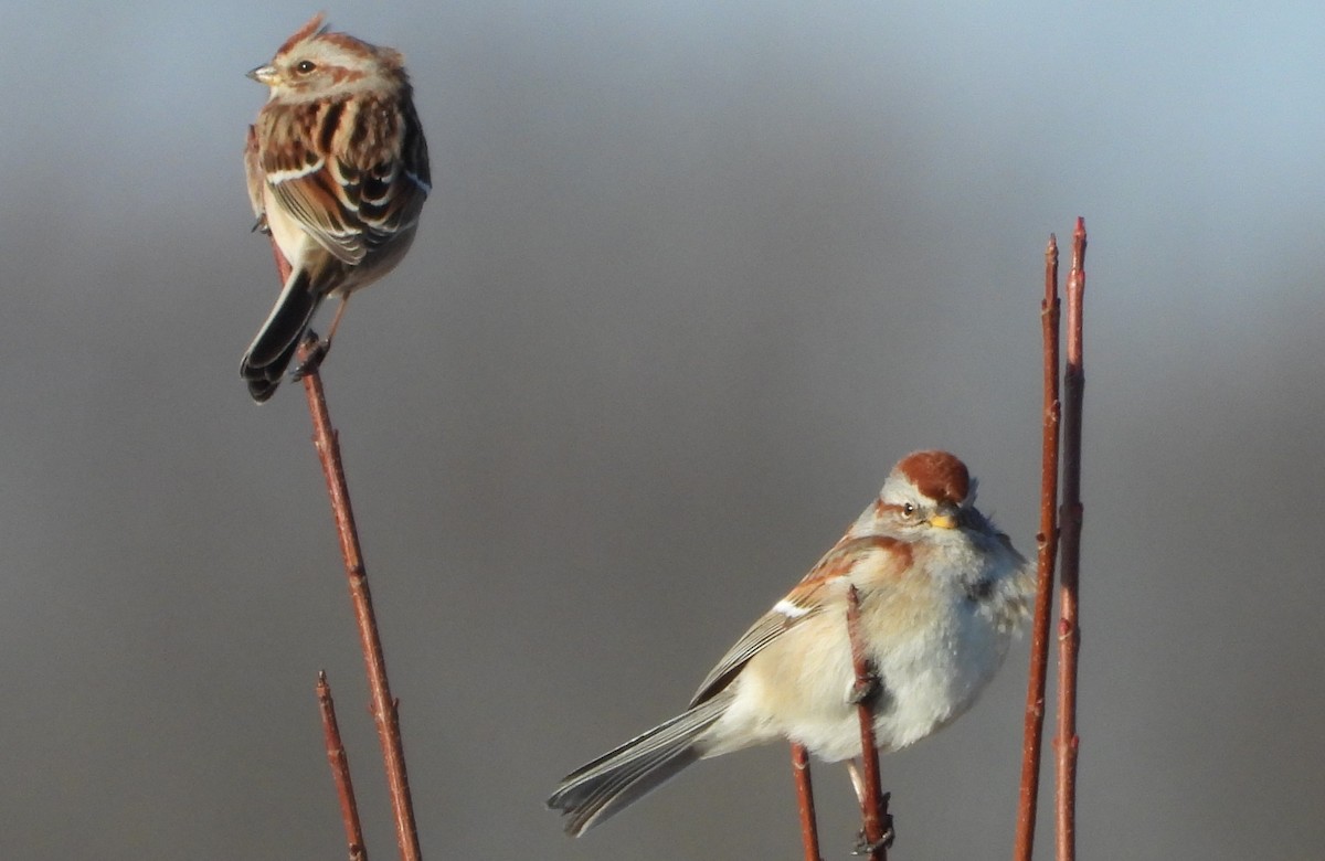 American Tree Sparrow - ML614784564