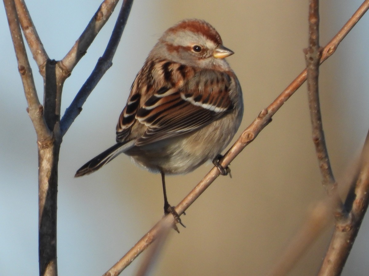 American Tree Sparrow - ML614784565