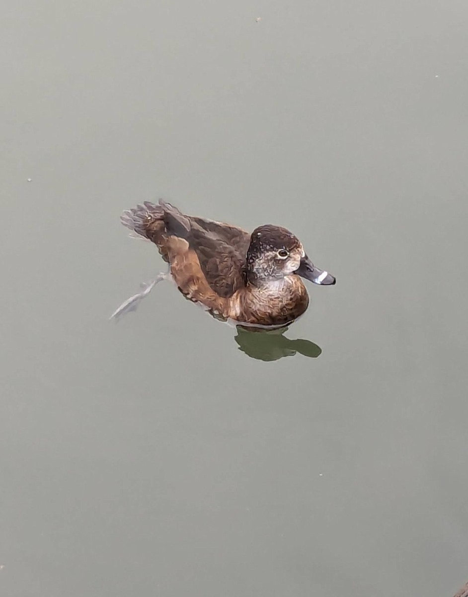 Ring-necked Duck - ML614784577