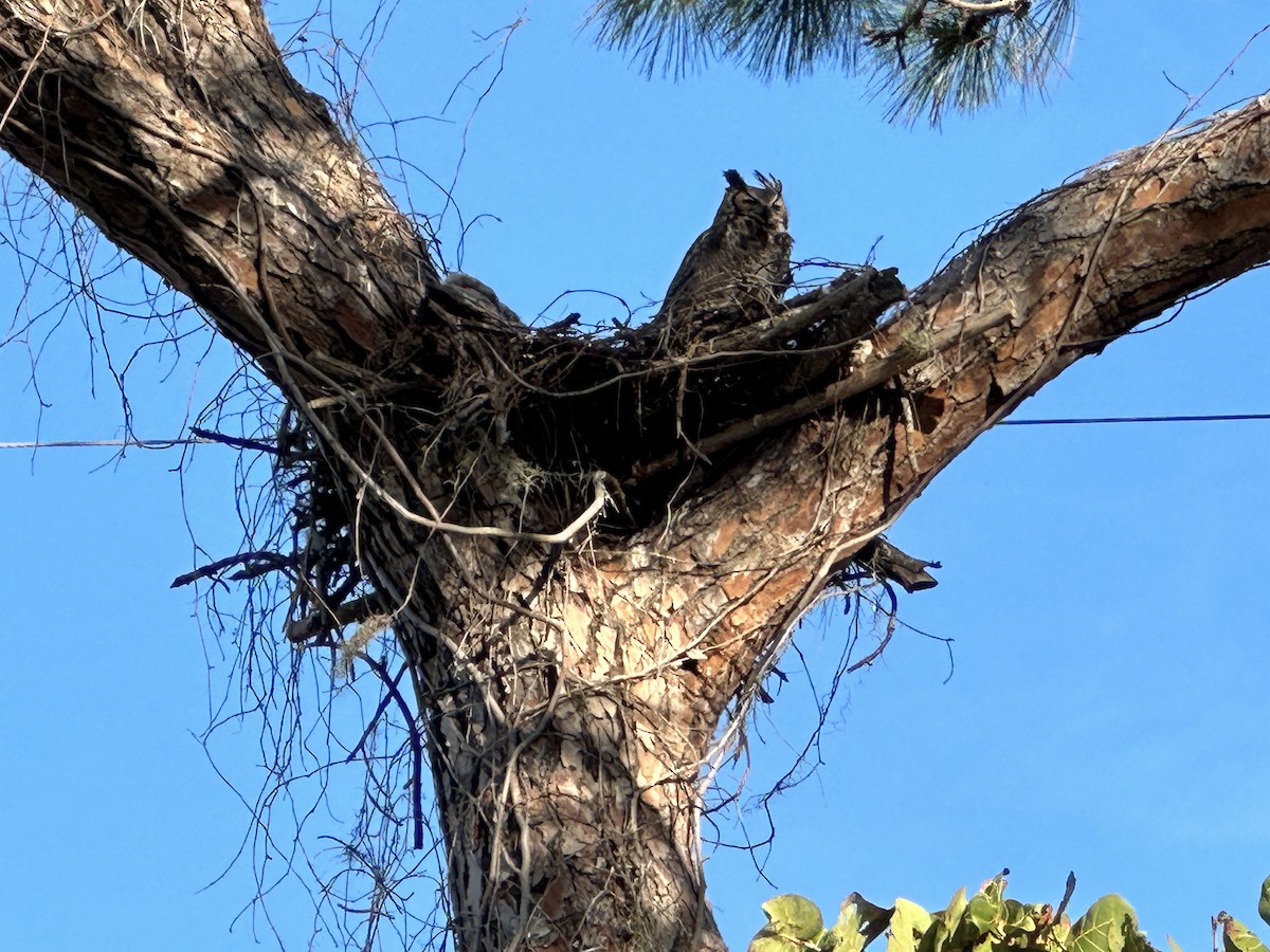 Great Horned Owl - Brenda Axon