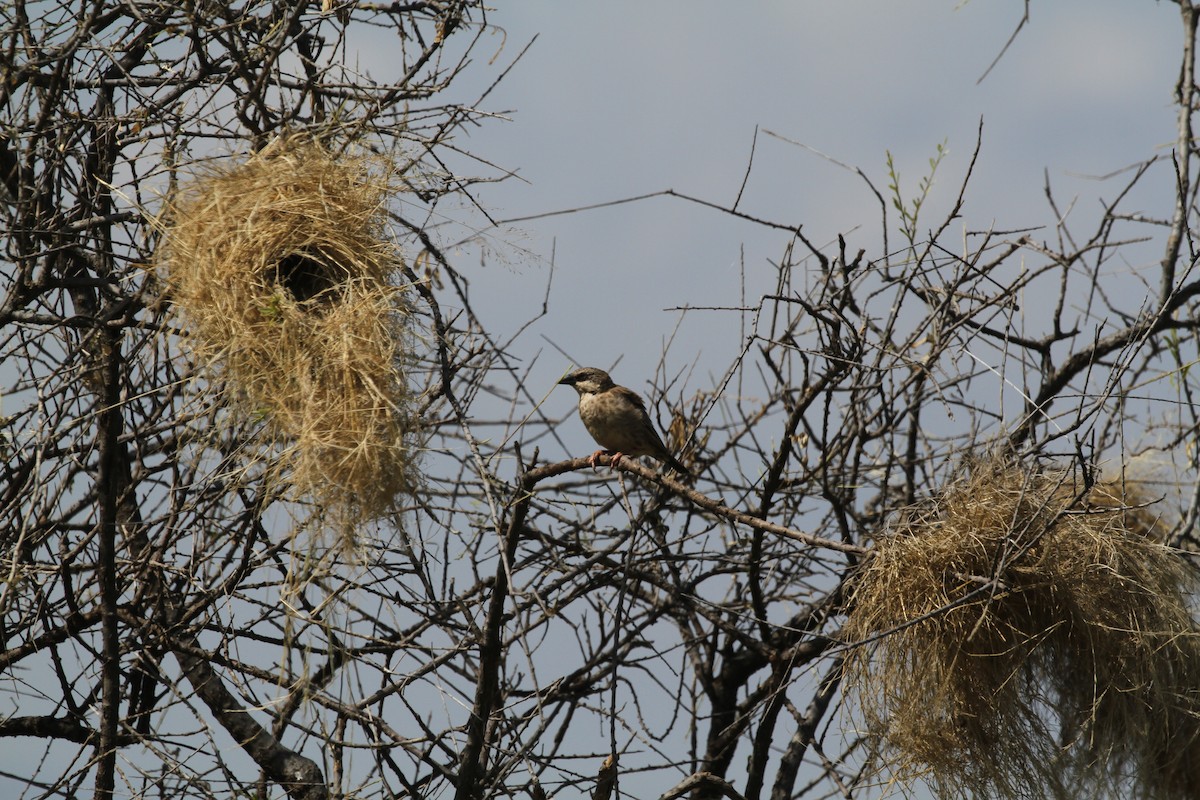 Donaldson Smith's Sparrow-Weaver - ML614784625