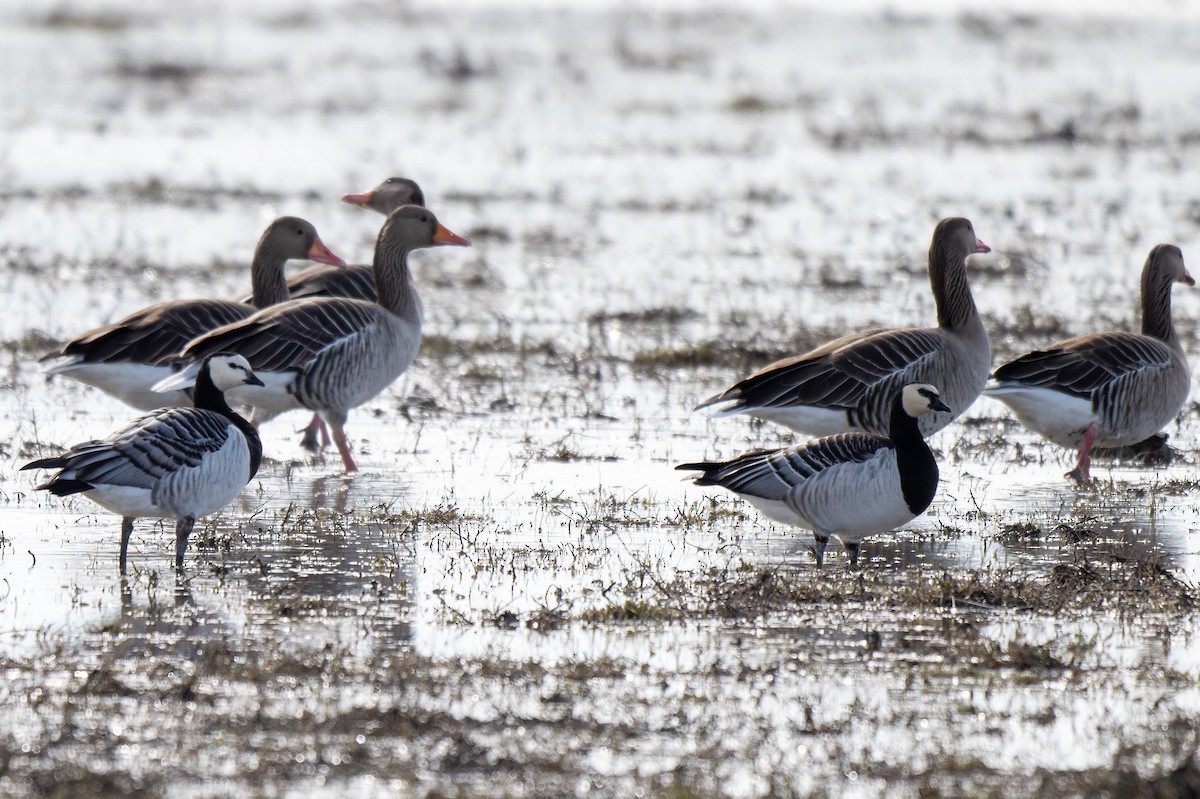 Barnacle Goose - ML614784629