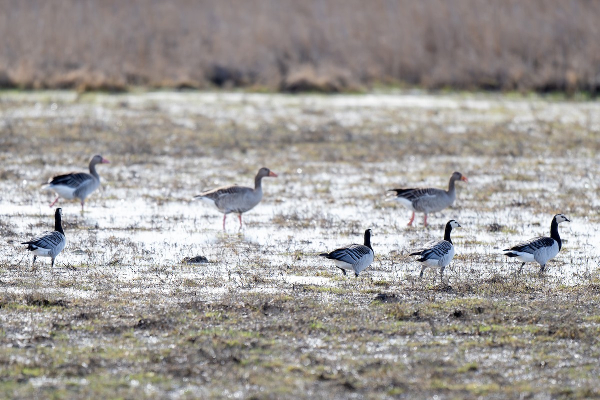 Barnacle Goose - ML614784630