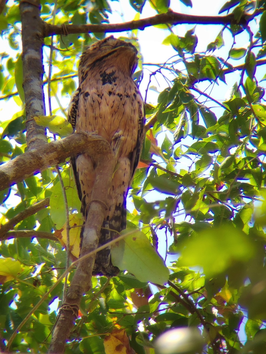 Northern Potoo - ML614784675