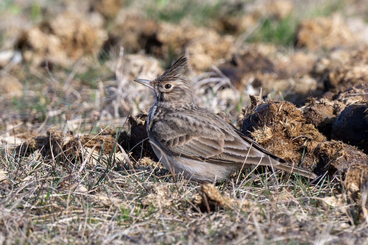 Crested Lark - ML614784683