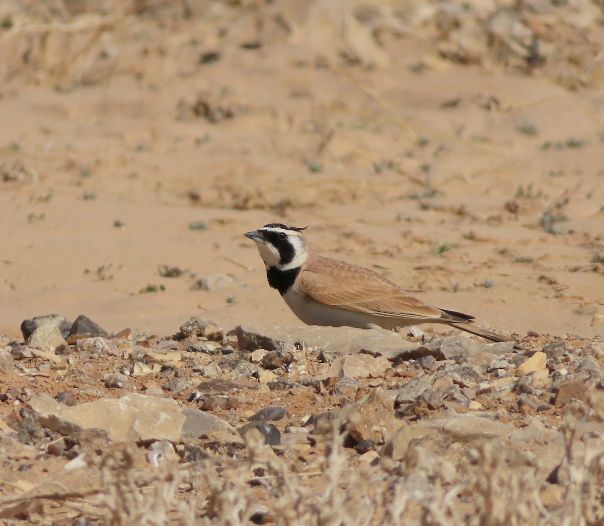 Temminck's Lark - משה נאמן