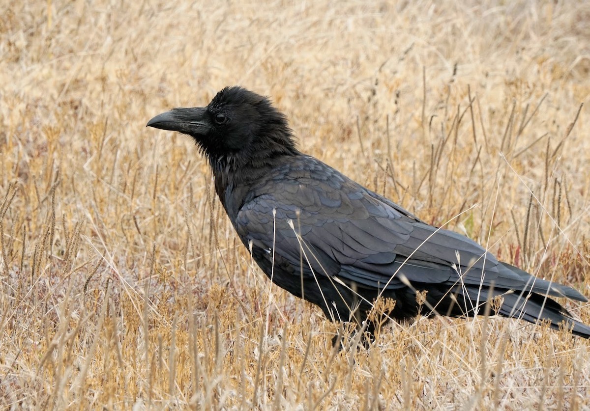 Common Raven - Julia Black