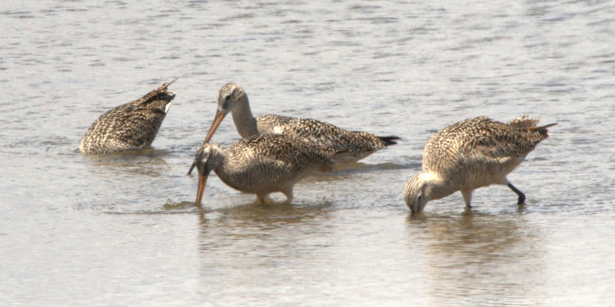 Marbled Godwit - ML614784779