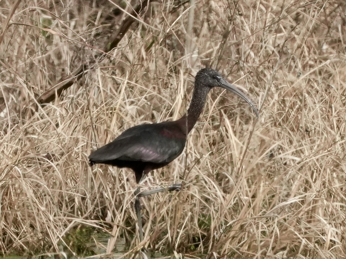 Glossy Ibis - ML614784786