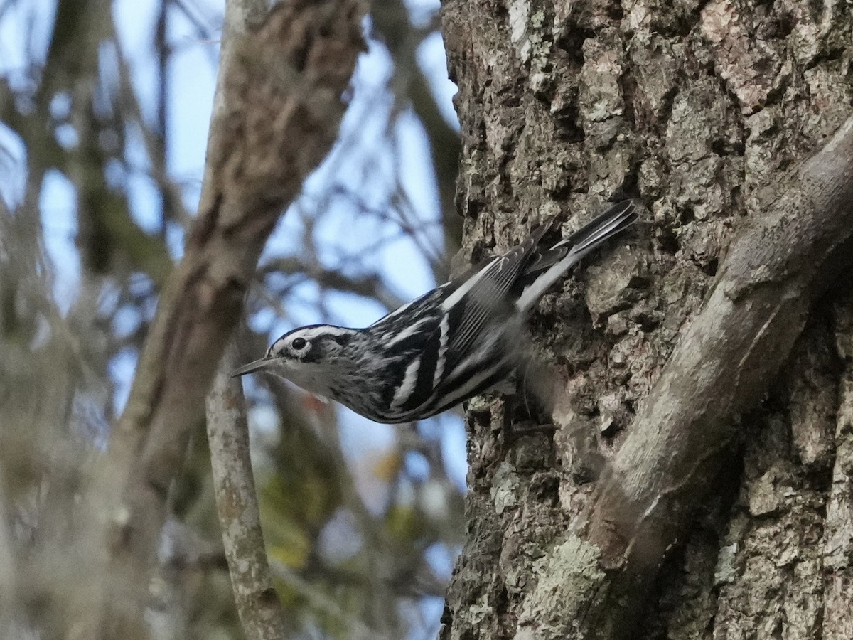 Black-and-white Warbler - ML614784825