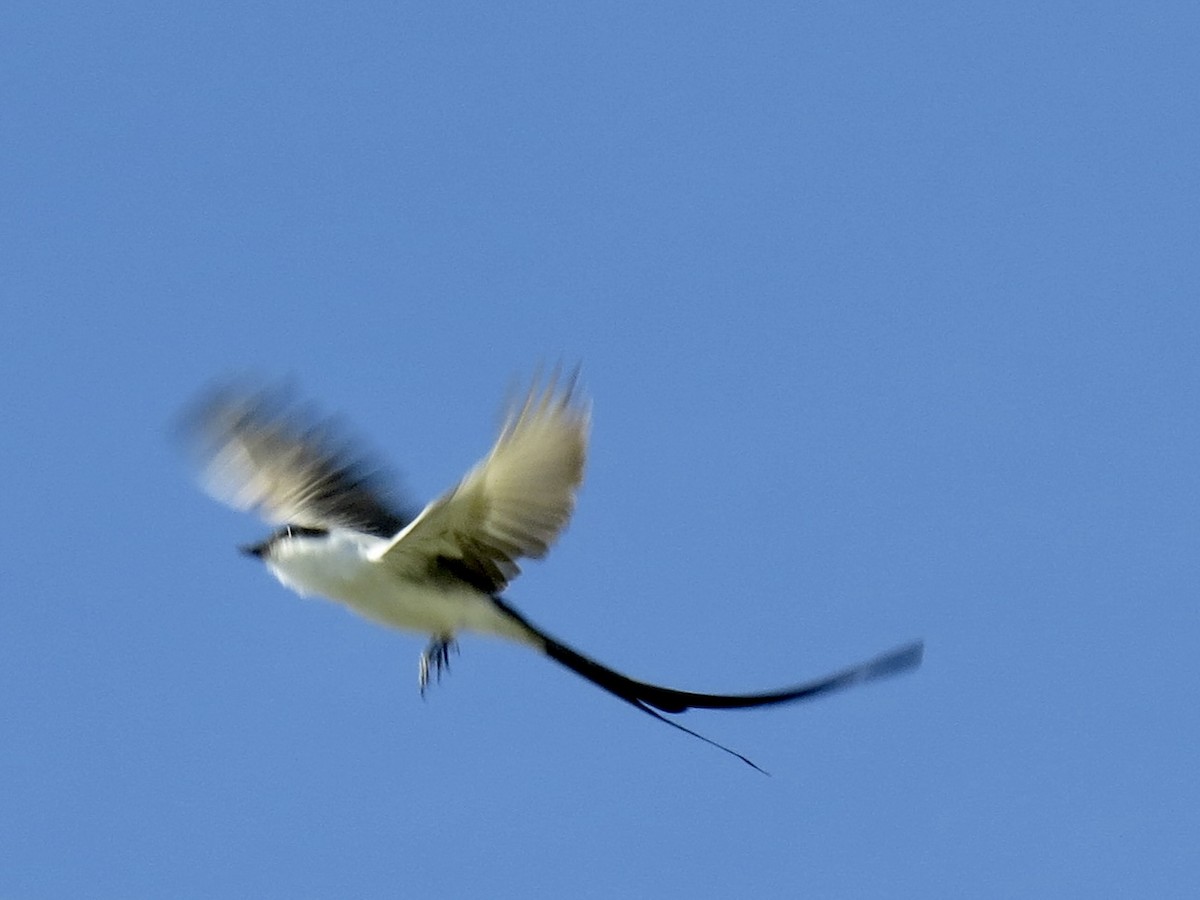 Fork-tailed Flycatcher - ML614784974