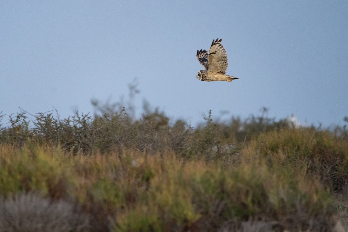 Búho Campestre (sudamericano) - ML614785016