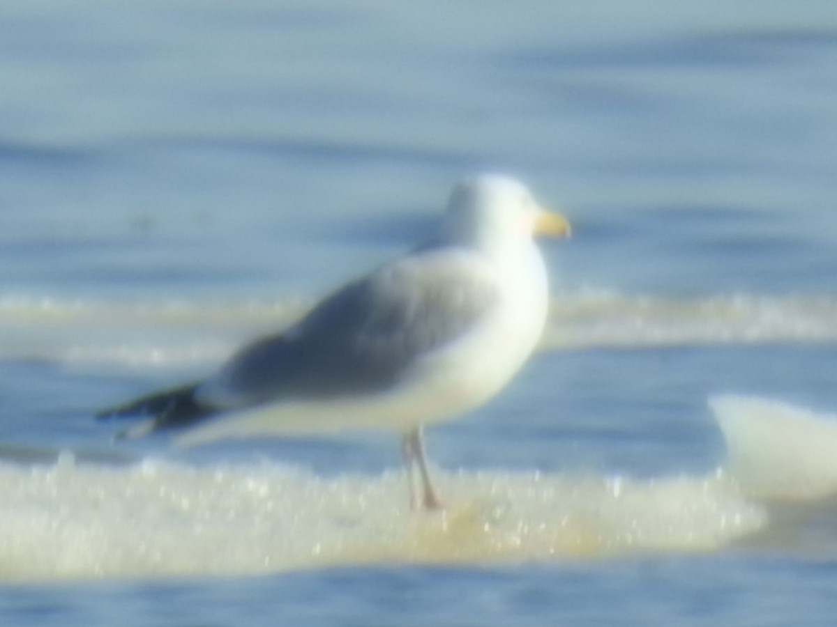 Gaviota Argéntea - ML614785095