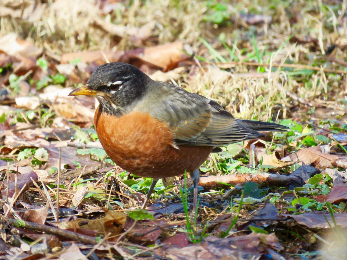 American Robin - ML614785130