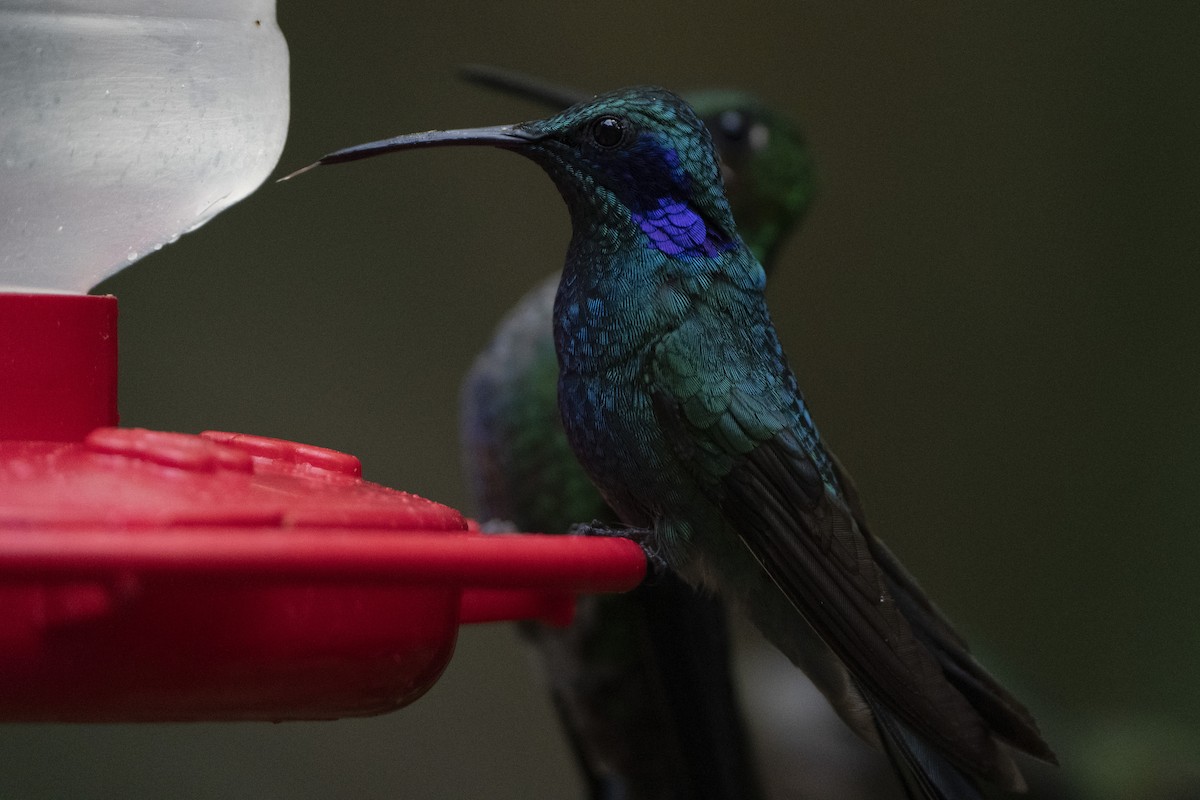 kolibřík modrouchý (ssp. cabanidis) - ML614785155