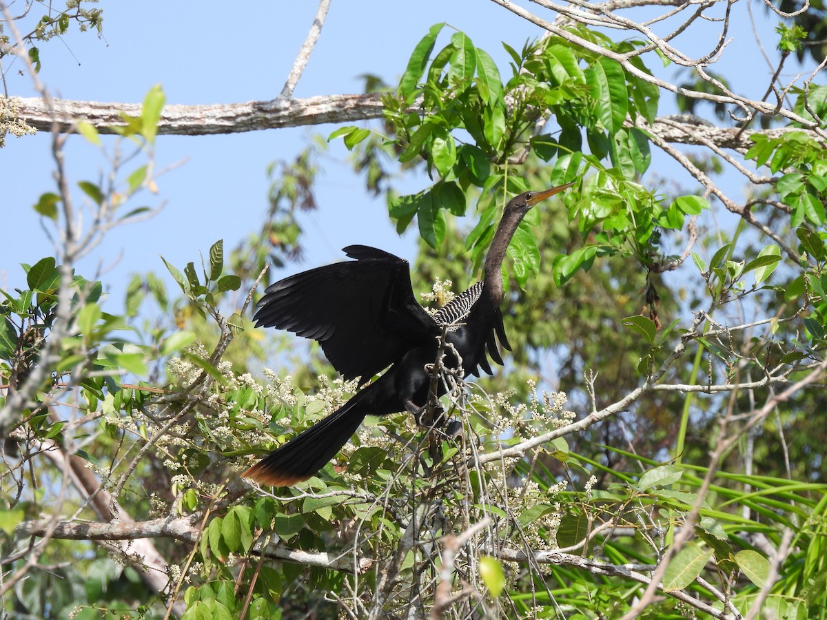 Amerika-Schlangenhalsvogel - ML614785177