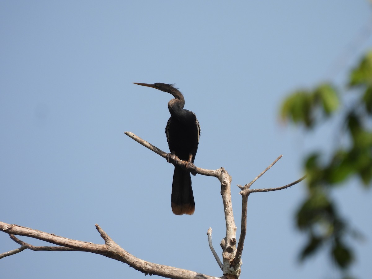 Amerika-Schlangenhalsvogel - ML614785179