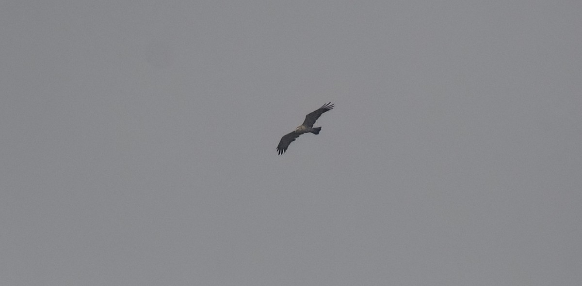 Short-toed Snake-Eagle - Subrata Kool