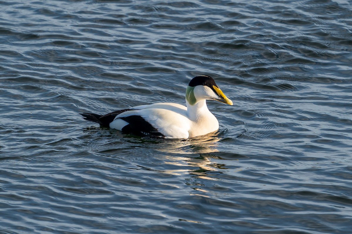 Eider arrunta - ML614785223