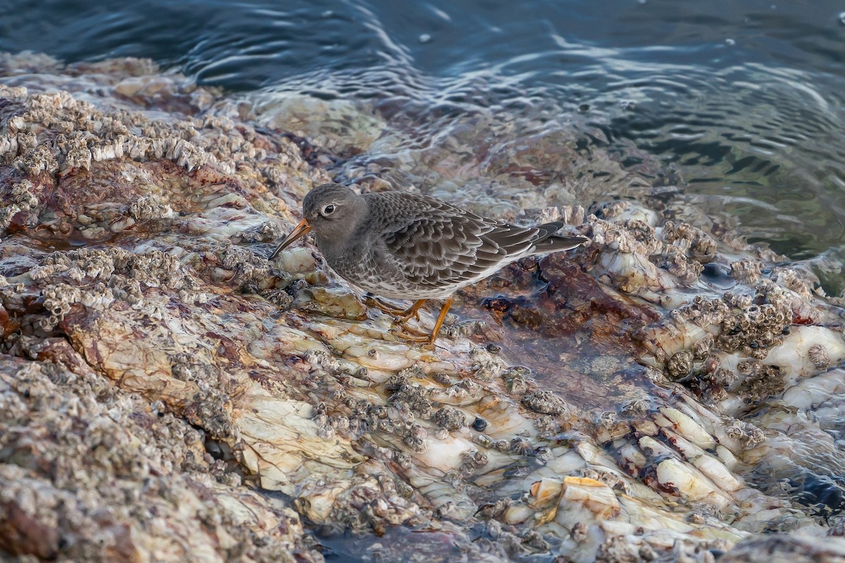 Purple Sandpiper - ML614785232