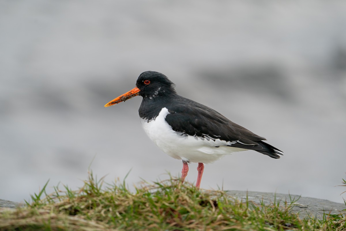 Eurasian Oystercatcher - ML614785244