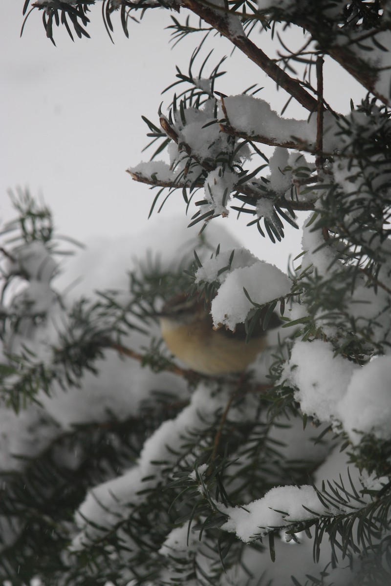 Carolina Wren - ML614785260