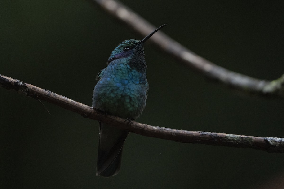 kolibřík modrouchý (ssp. cabanidis) - ML614785264