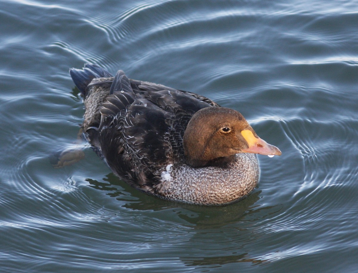 King Eider - ML614785268