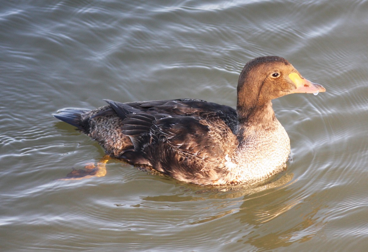 King Eider - ML614785269