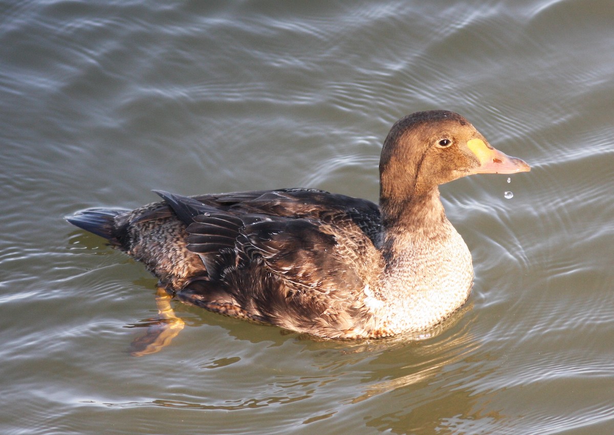 King Eider - ML614785270