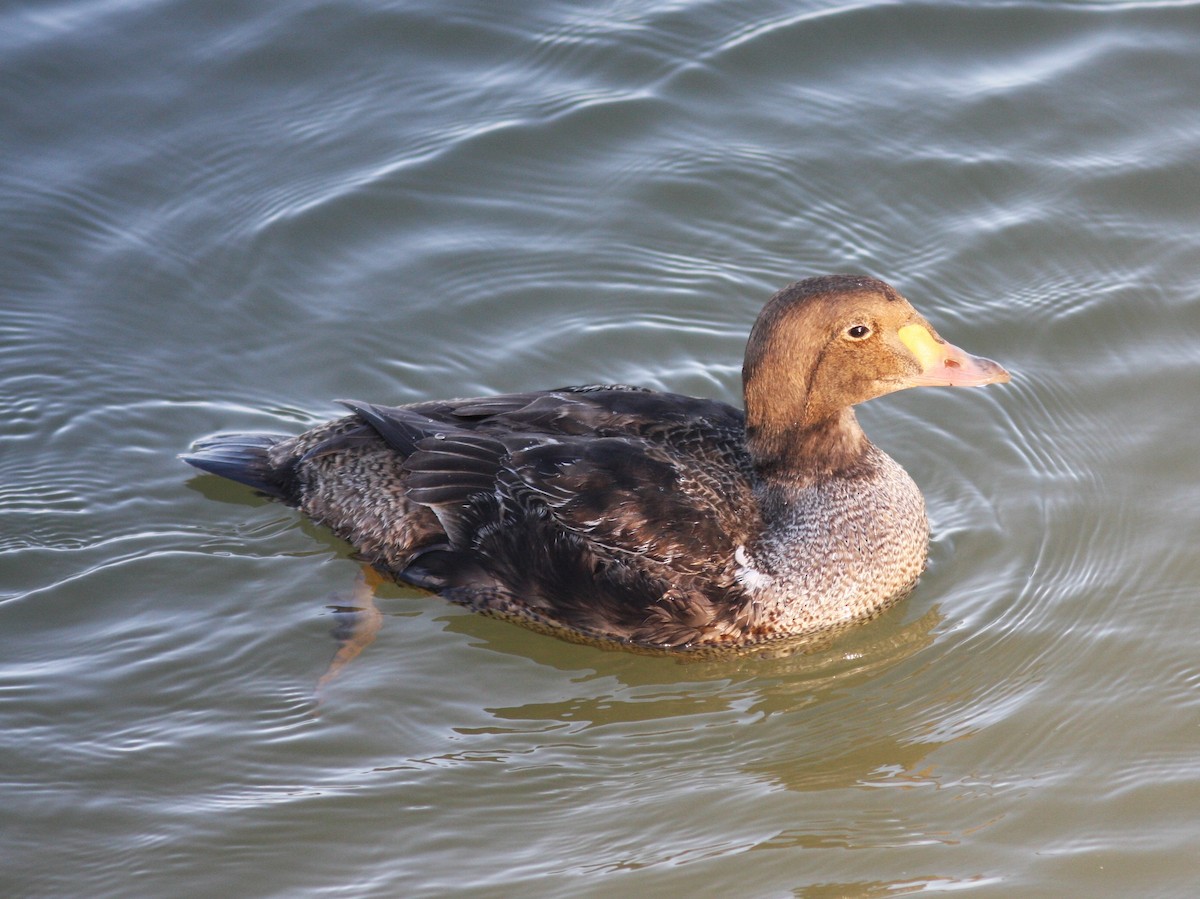 King Eider - ML614785271